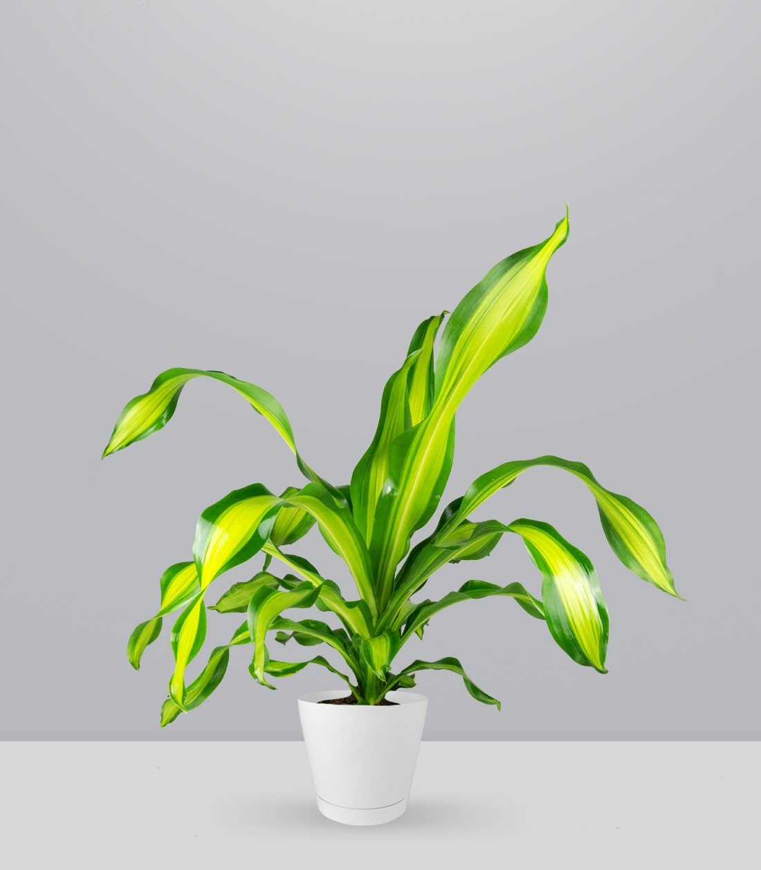 Dracena Charley