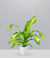 Dracena Charley