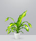 Dracena Charley