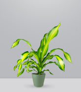 Dracena Charley