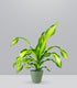 Dracena Charley