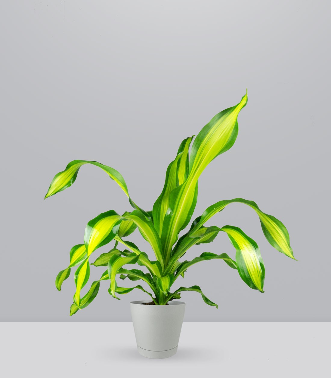 Dracena Charley