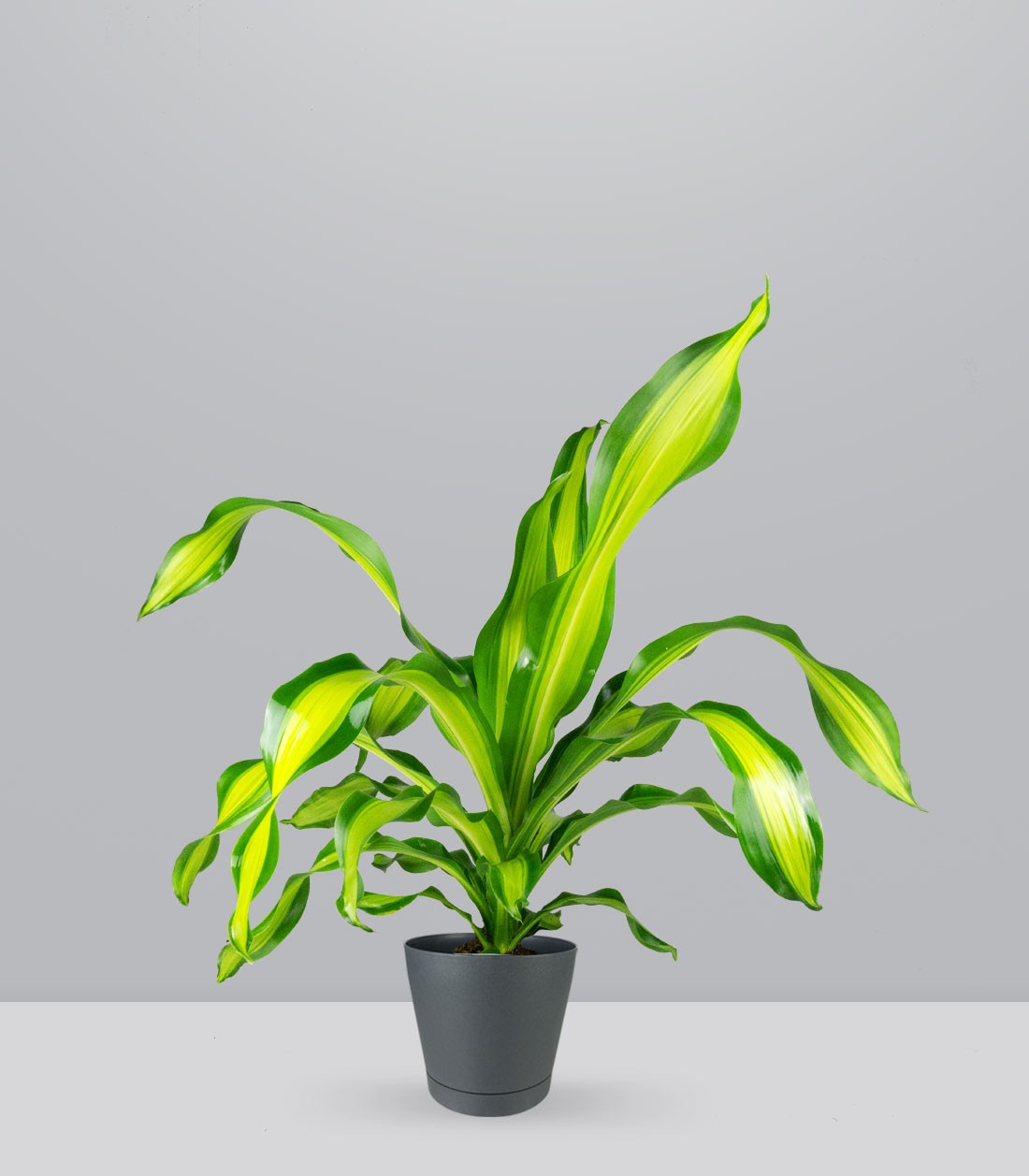 Dracena Charley