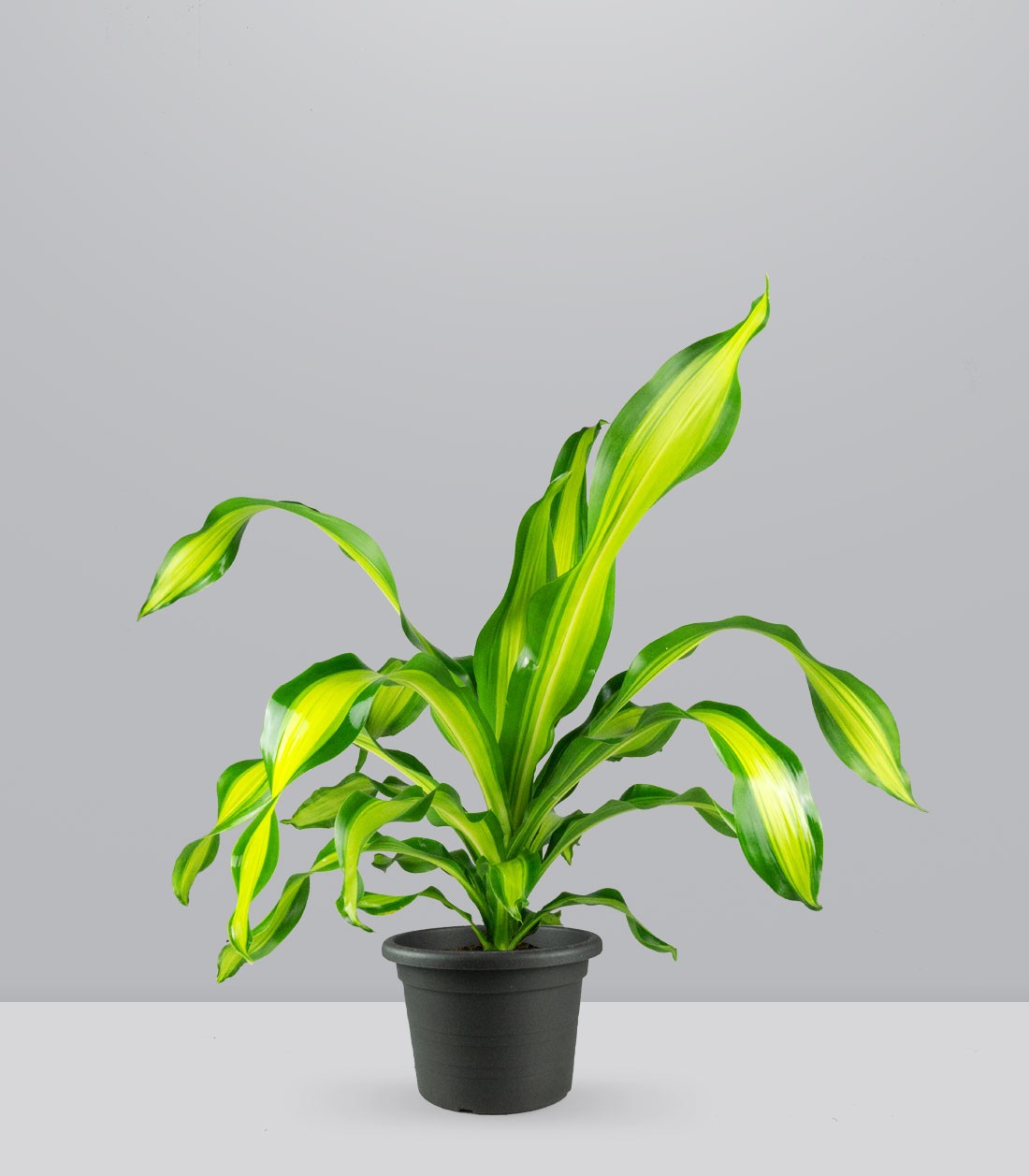 Dracena Charley