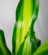Dracena Charley