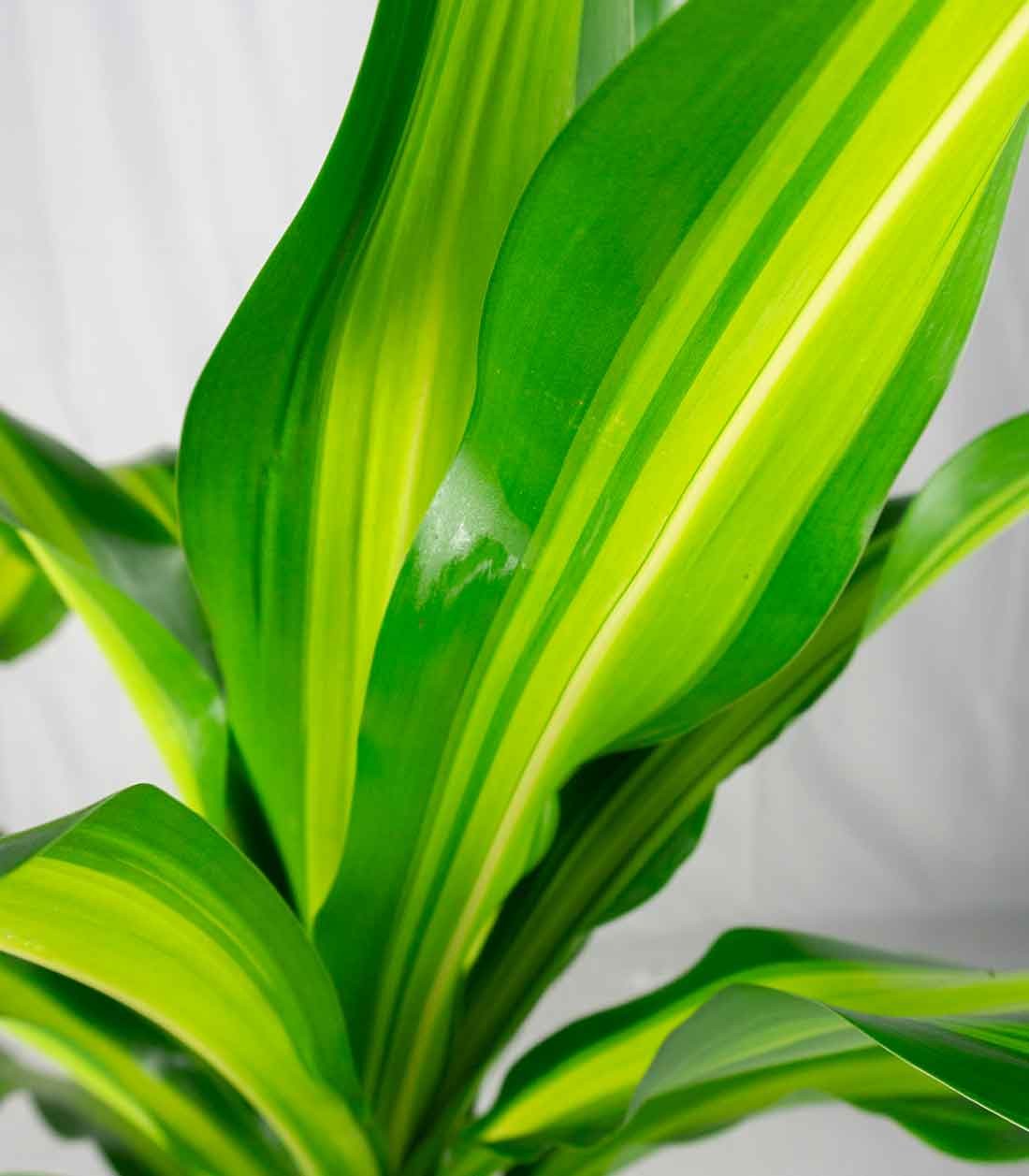 Dracena Charley