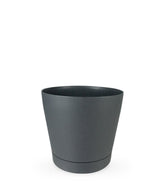 Dracena Charley