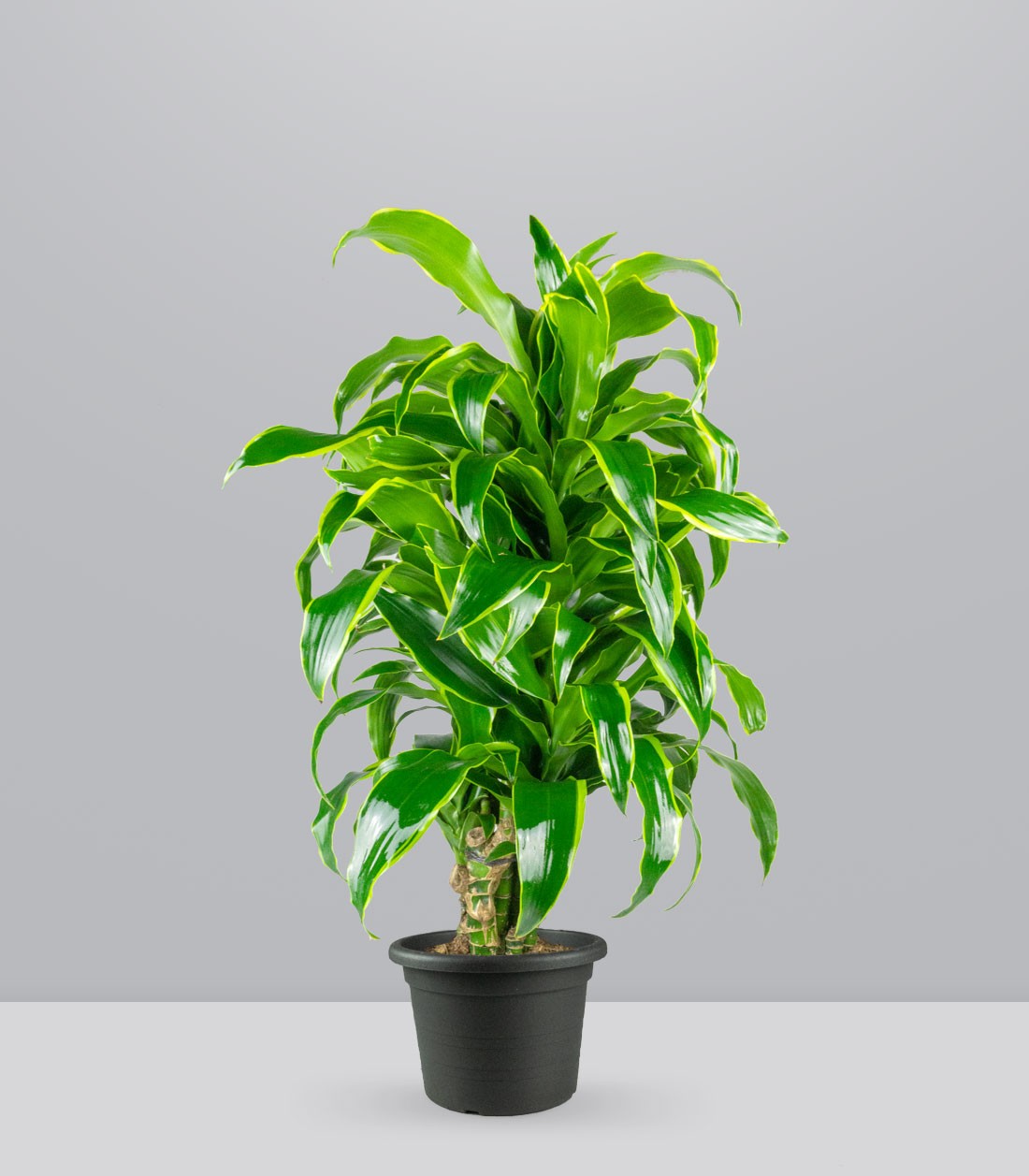 Dracena Dorado a 6 Fusti