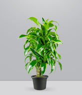 Dracena Dorado a 6 Fusti