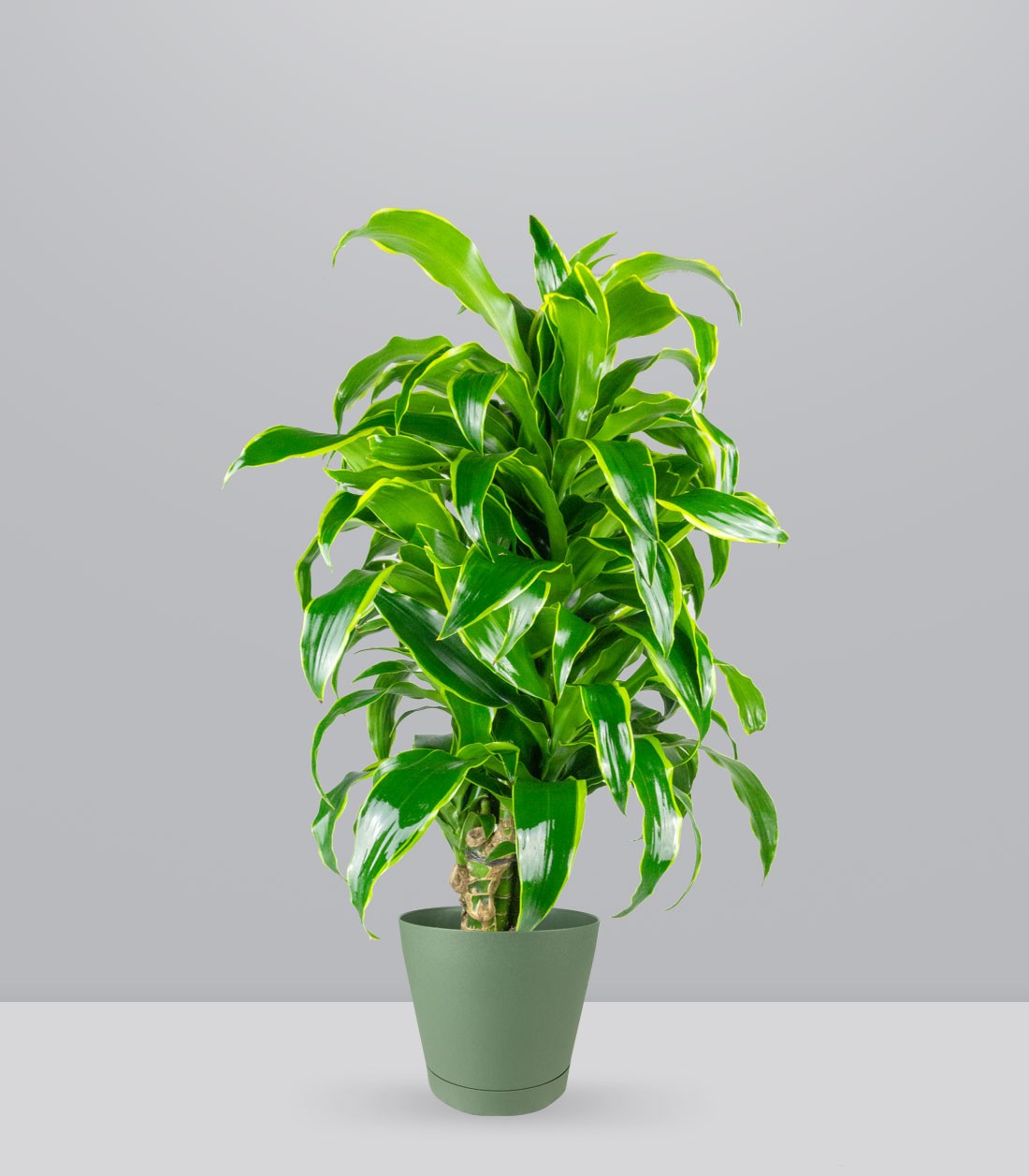 Dracena Dorado a 6 Fusti