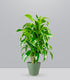 Dracena Dorado a 6 Fusti