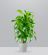 Dracena Dorado a 6 Fusti