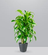 Dracena Dorado a 6 Fusti