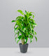 Dracena Dorado a 6 Fusti