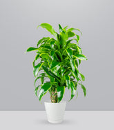 Dracena Dorado a 6 Fusti
