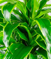 Dracena Dorado a 6 Fusti