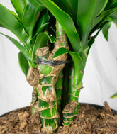 Dracena Dorado a 6 Fusti