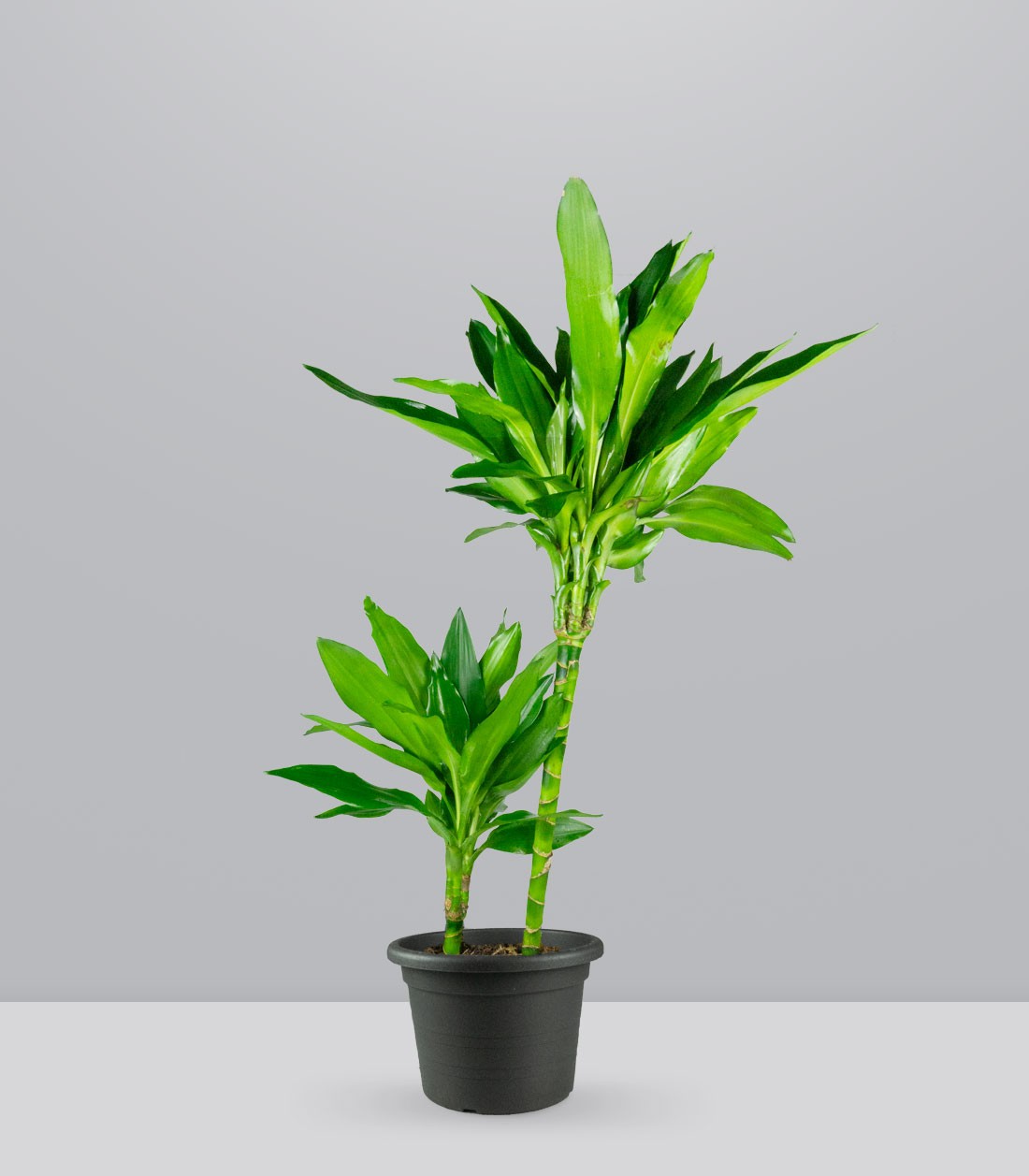 Dracena Janet Lind