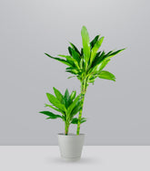 Dracena Janet Lind