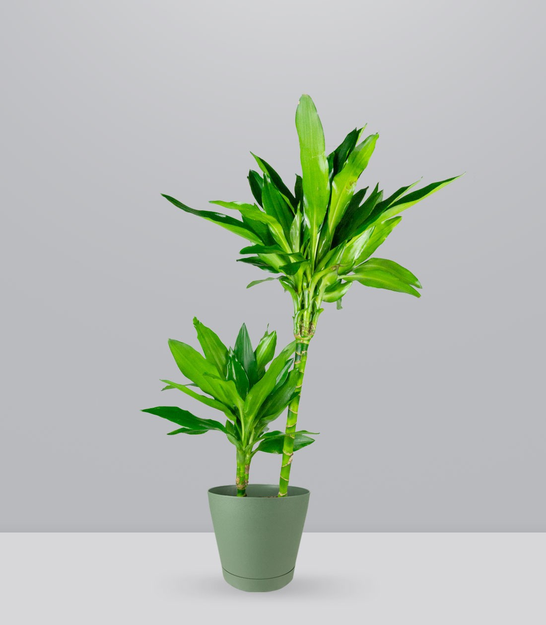Dracena Janet Lind