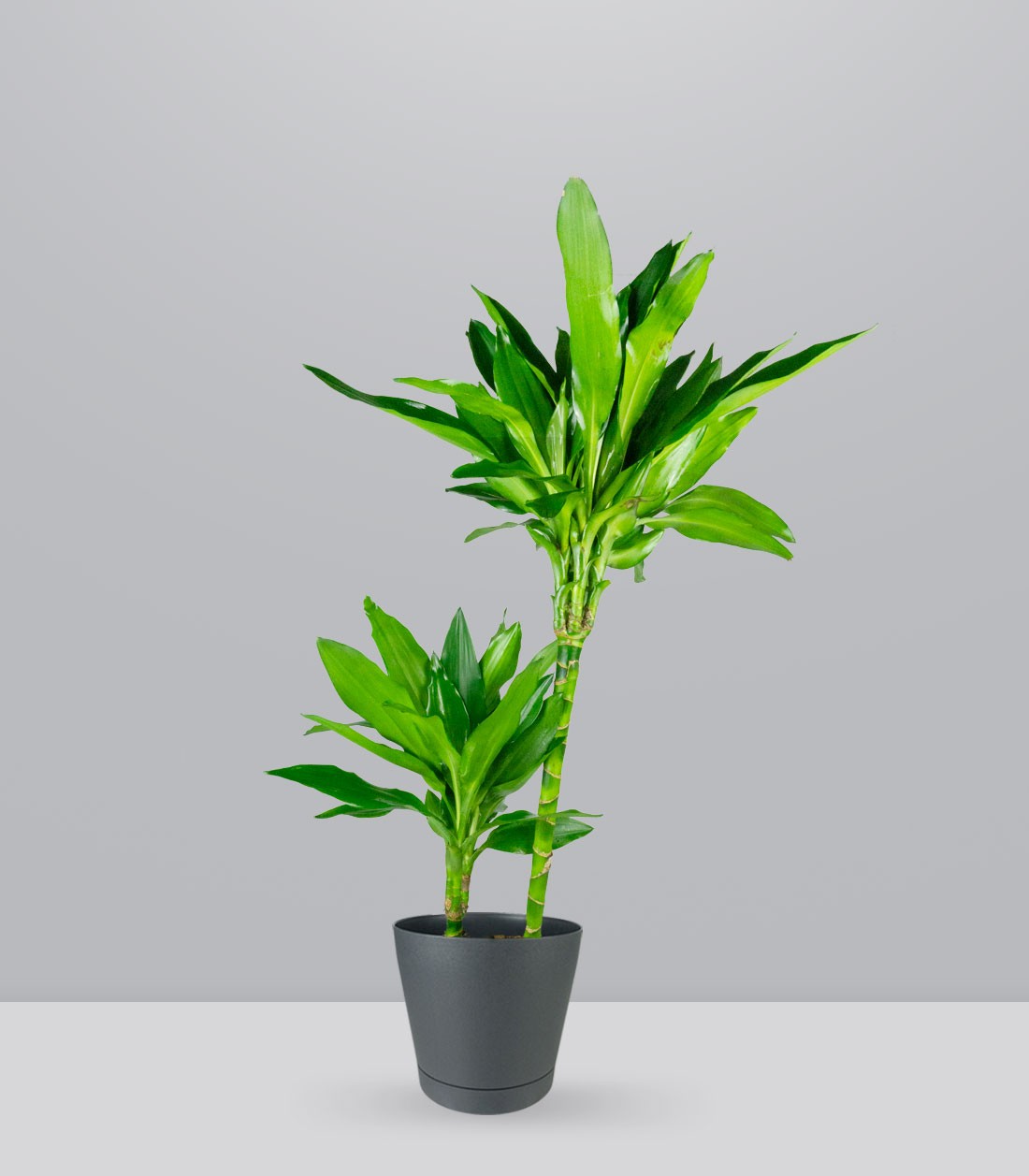 Dracena Janet Lind