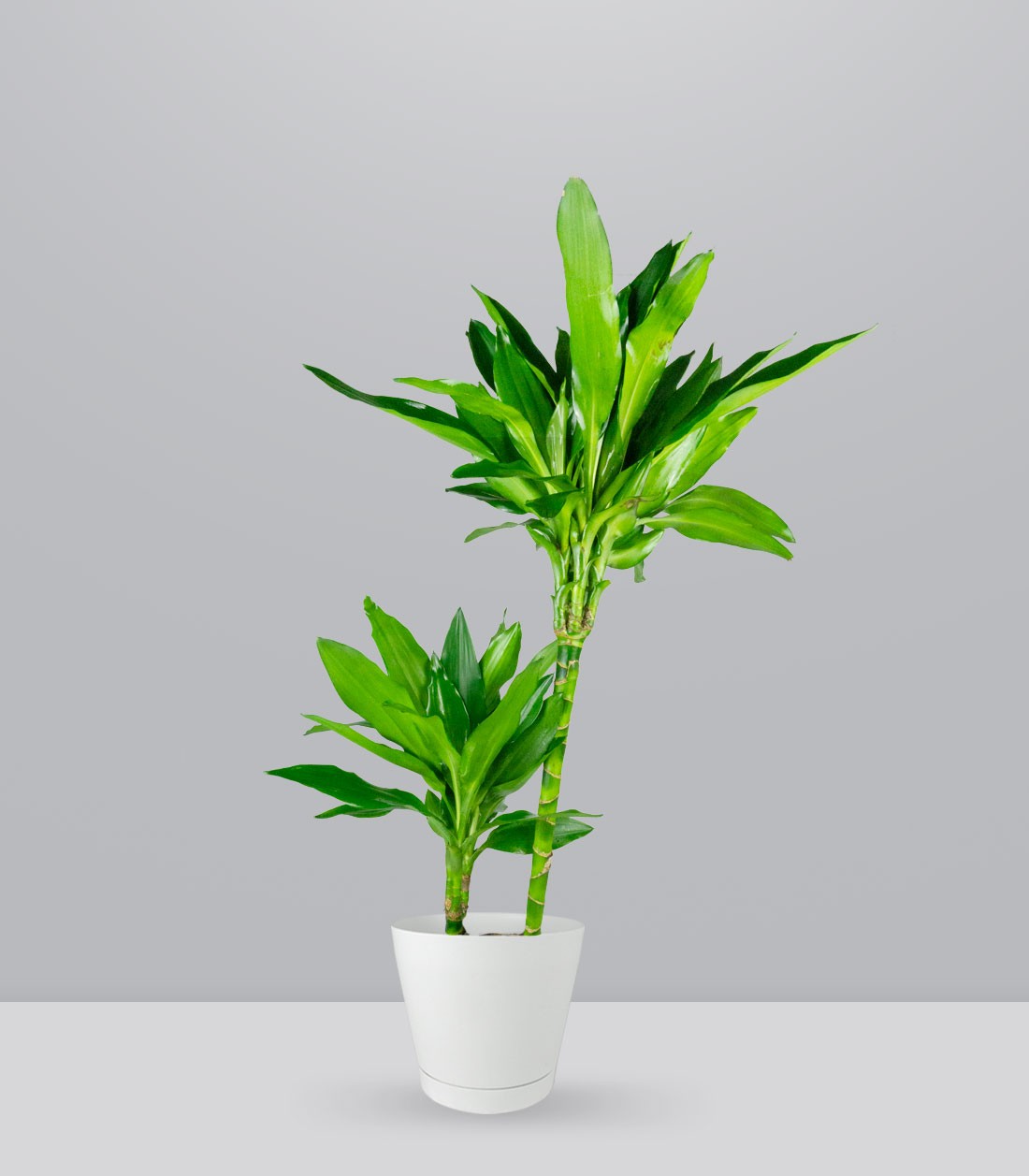 Dracena Janet Lind