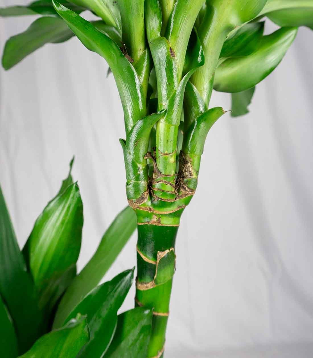 Dracena Janet Lind