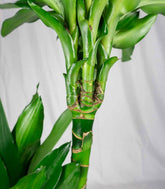 Dracena Janet Lind