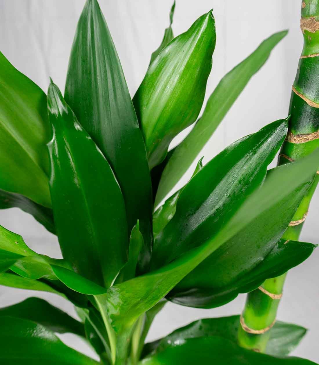 Dracena Janet Lind