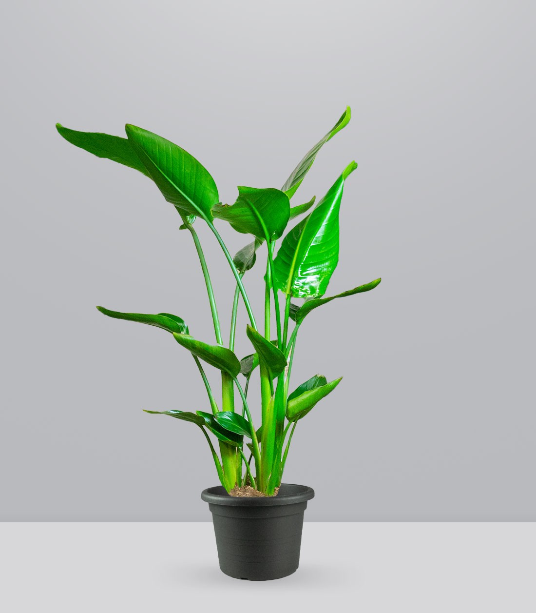 Strelitzia Nicolai