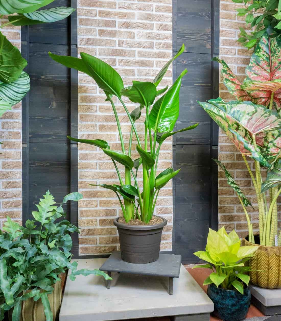 Strelitzia Nicolai