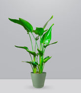 Strelitzia Nicolai