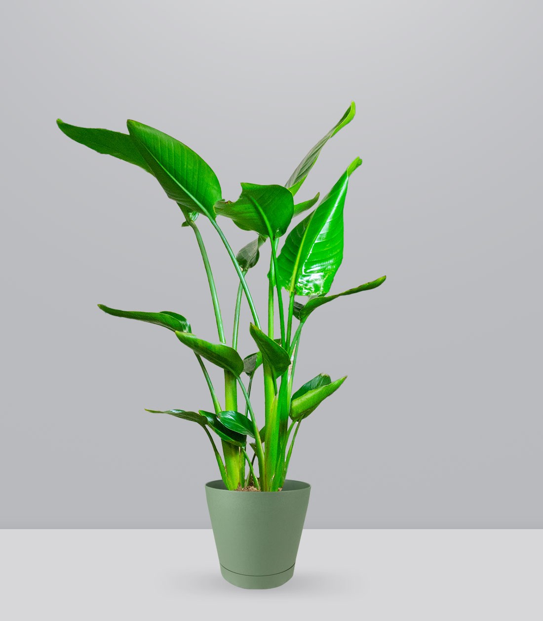 Strelitzia Nicolai