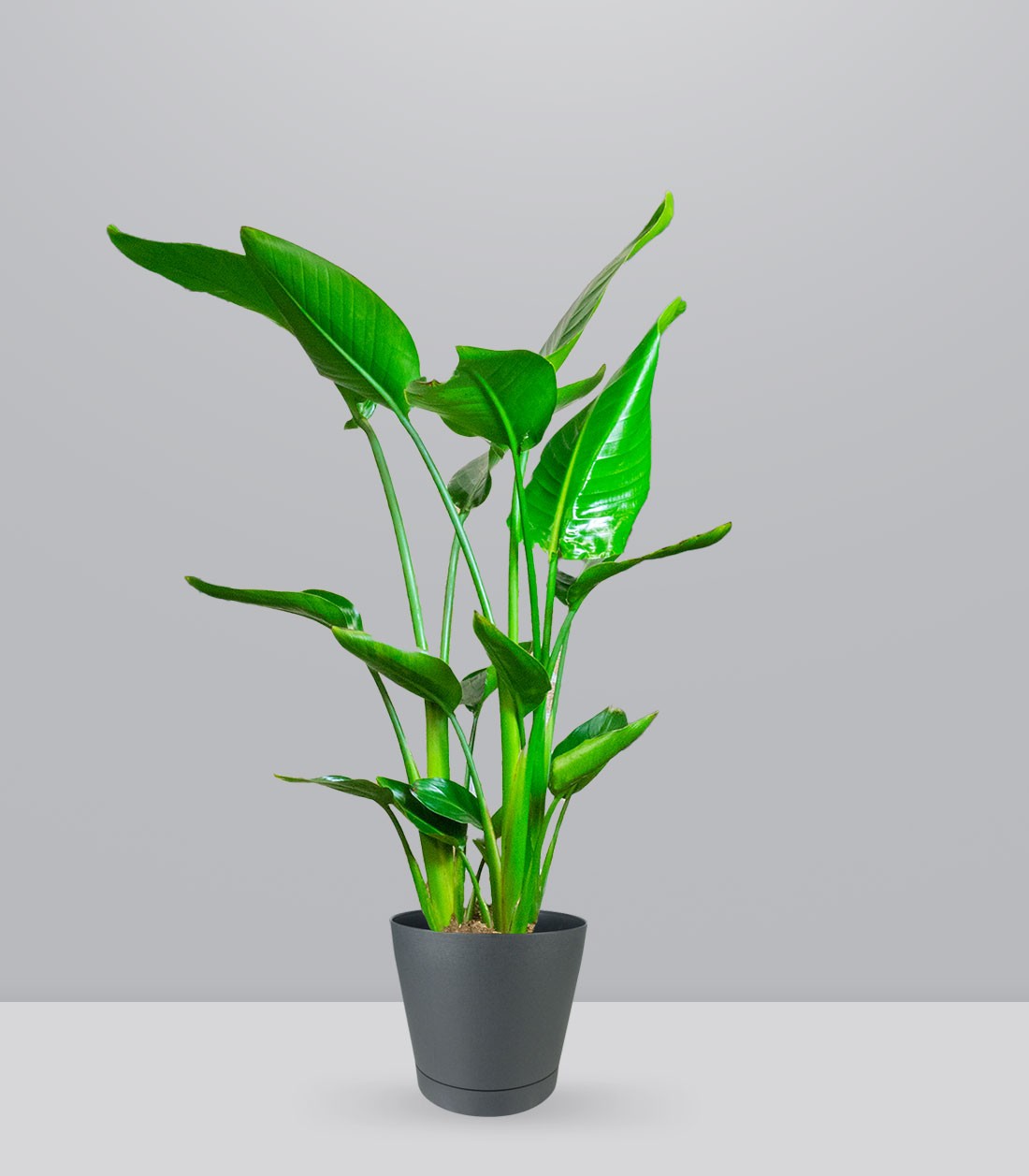 Strelitzia Nicolai