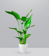 Strelitzia Nicolai