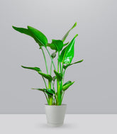 Strelitzia Nicolai