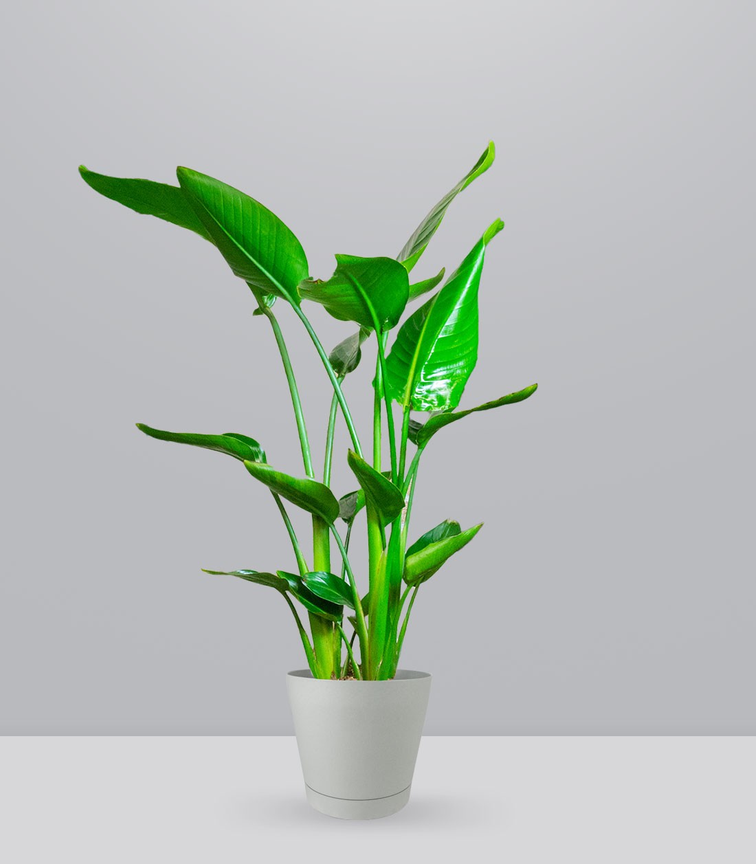 Strelitzia Nicolai