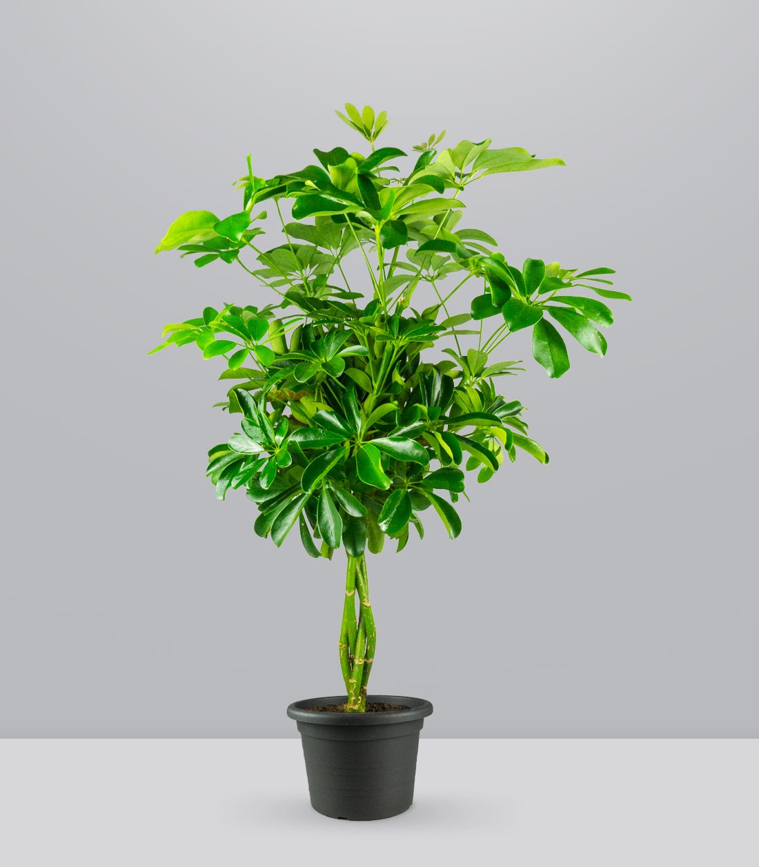 Schefflera Arboricola