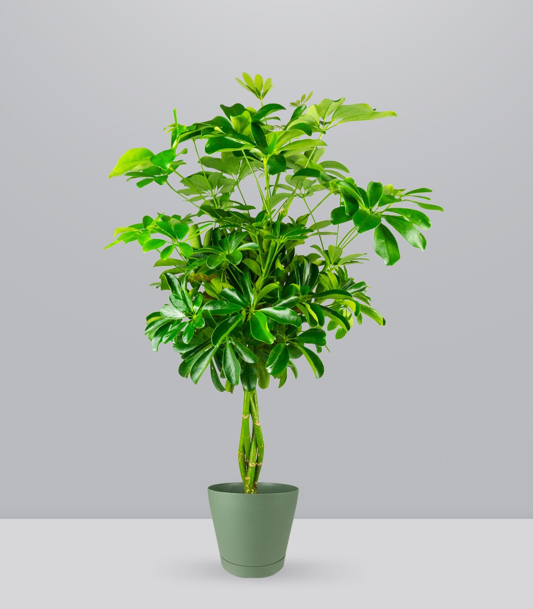 Schefflera Arboricola