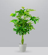 Schefflera Arboricola