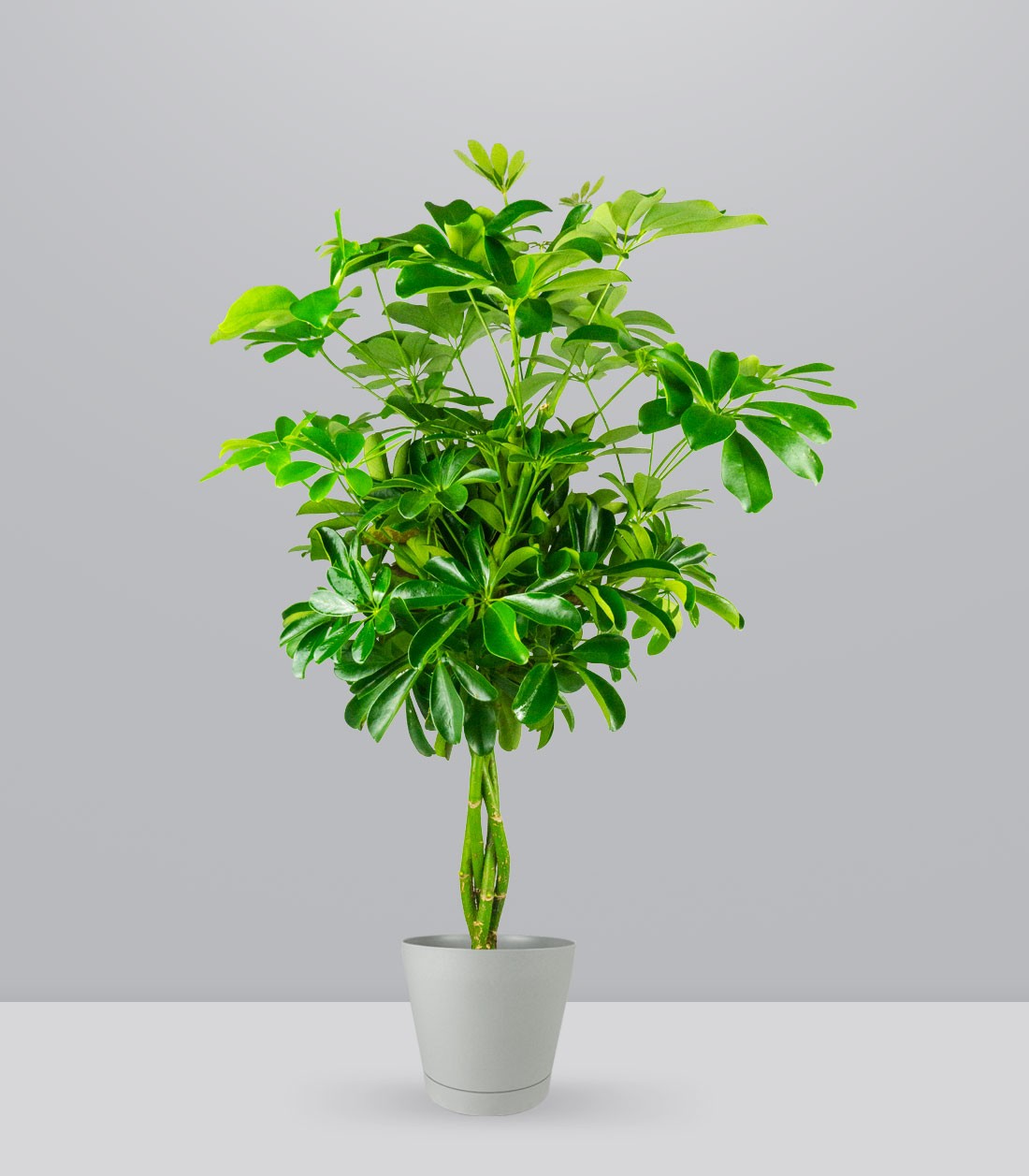 Schefflera Arboricola