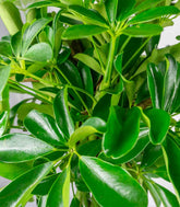 Schefflera Arboricola
