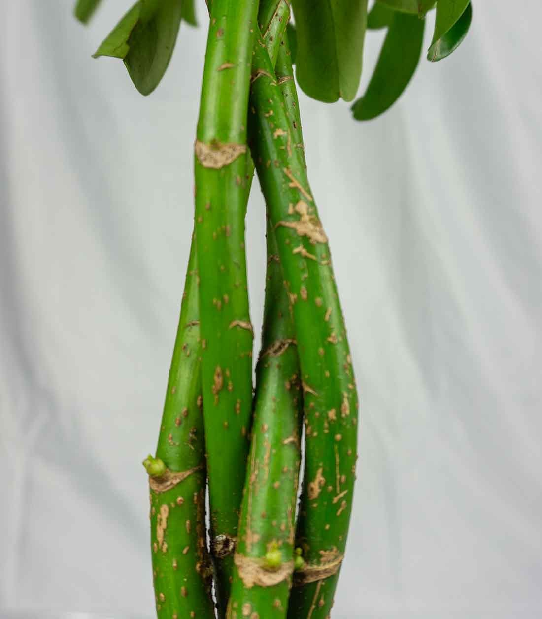 Schefflera Arboricola