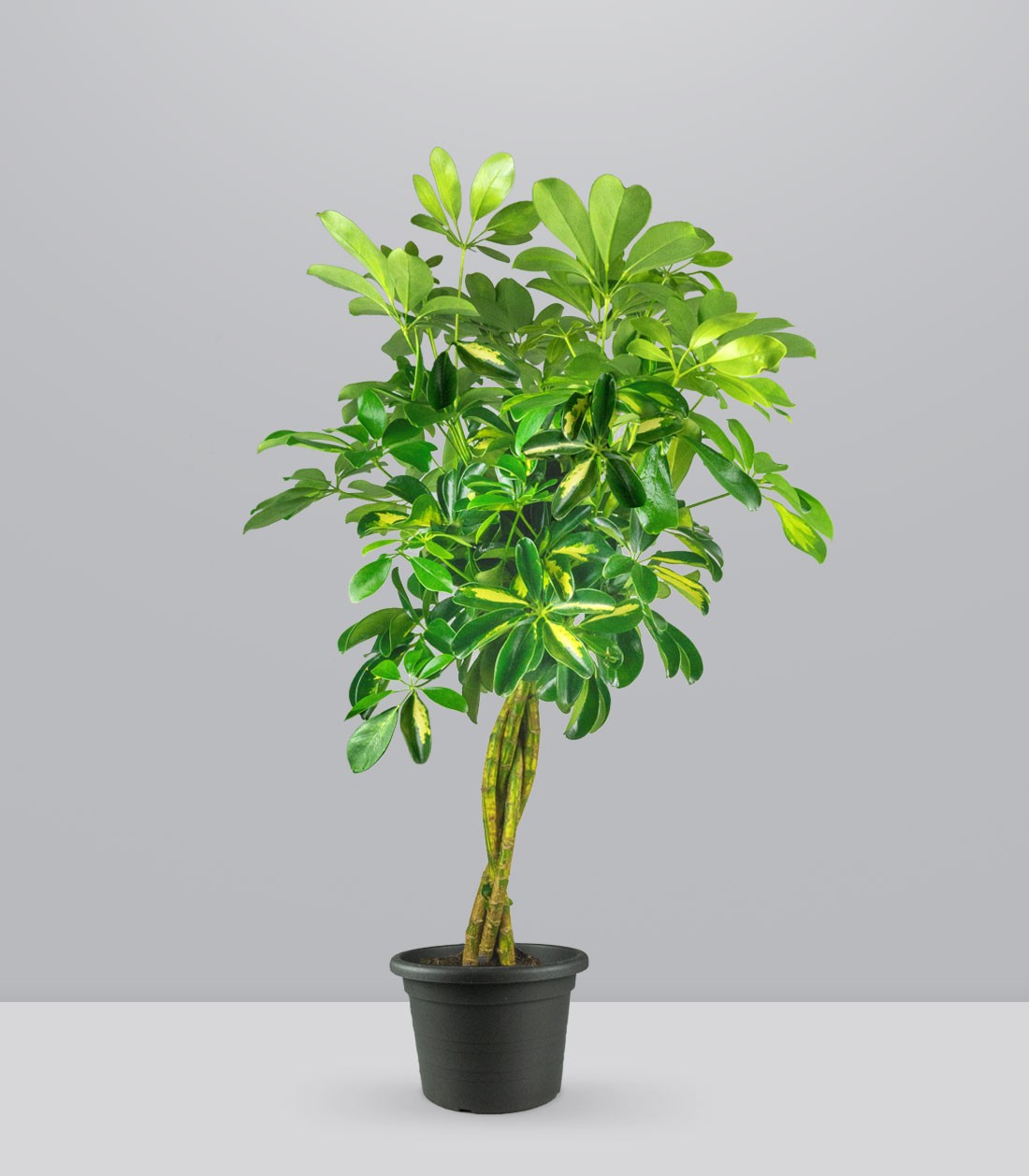 Schefflera variegata