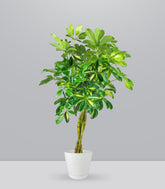 Schefflera variegata