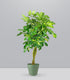 Schefflera variegata