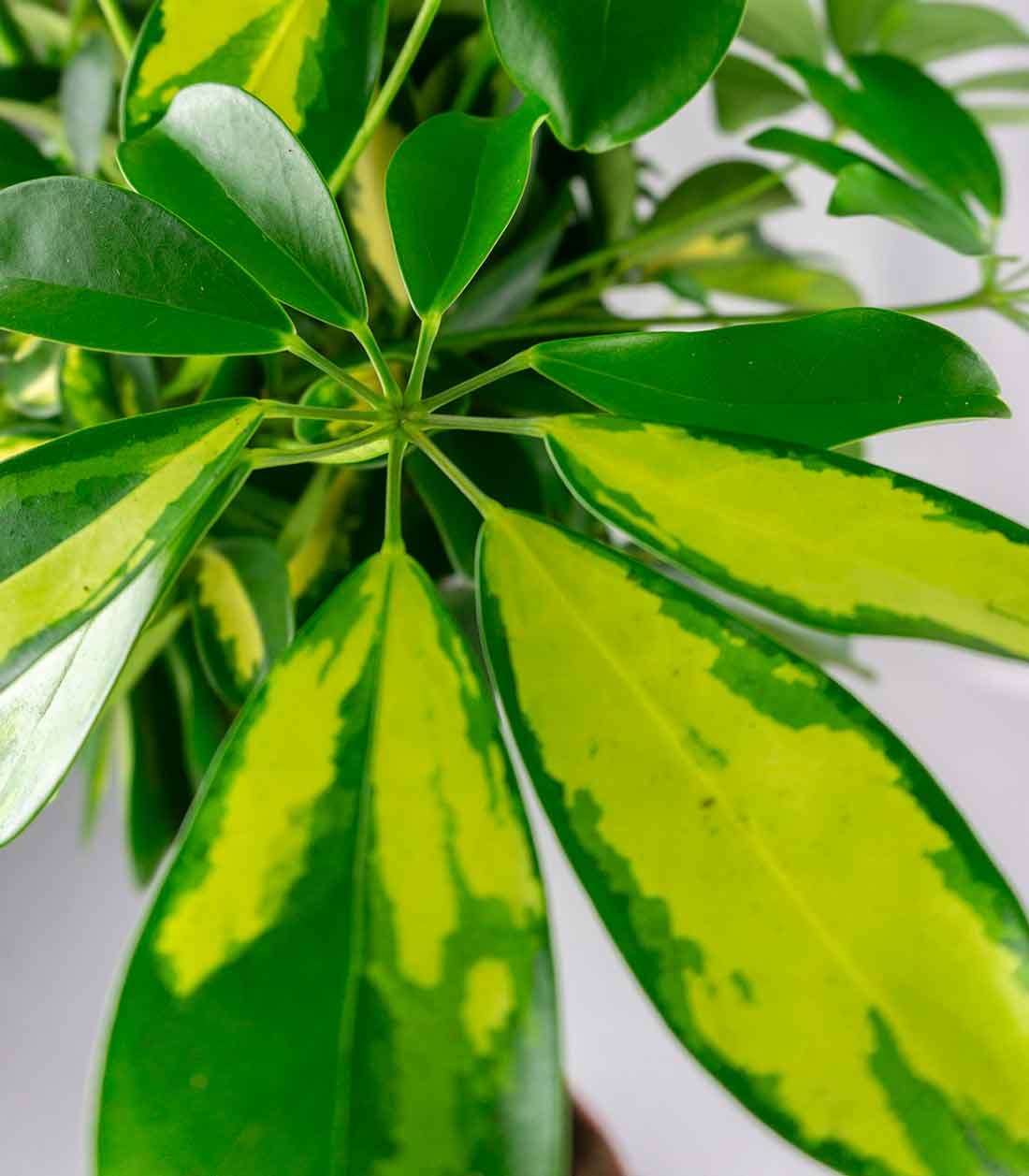 Schefflera variegata
