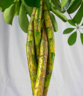 Schefflera variegata