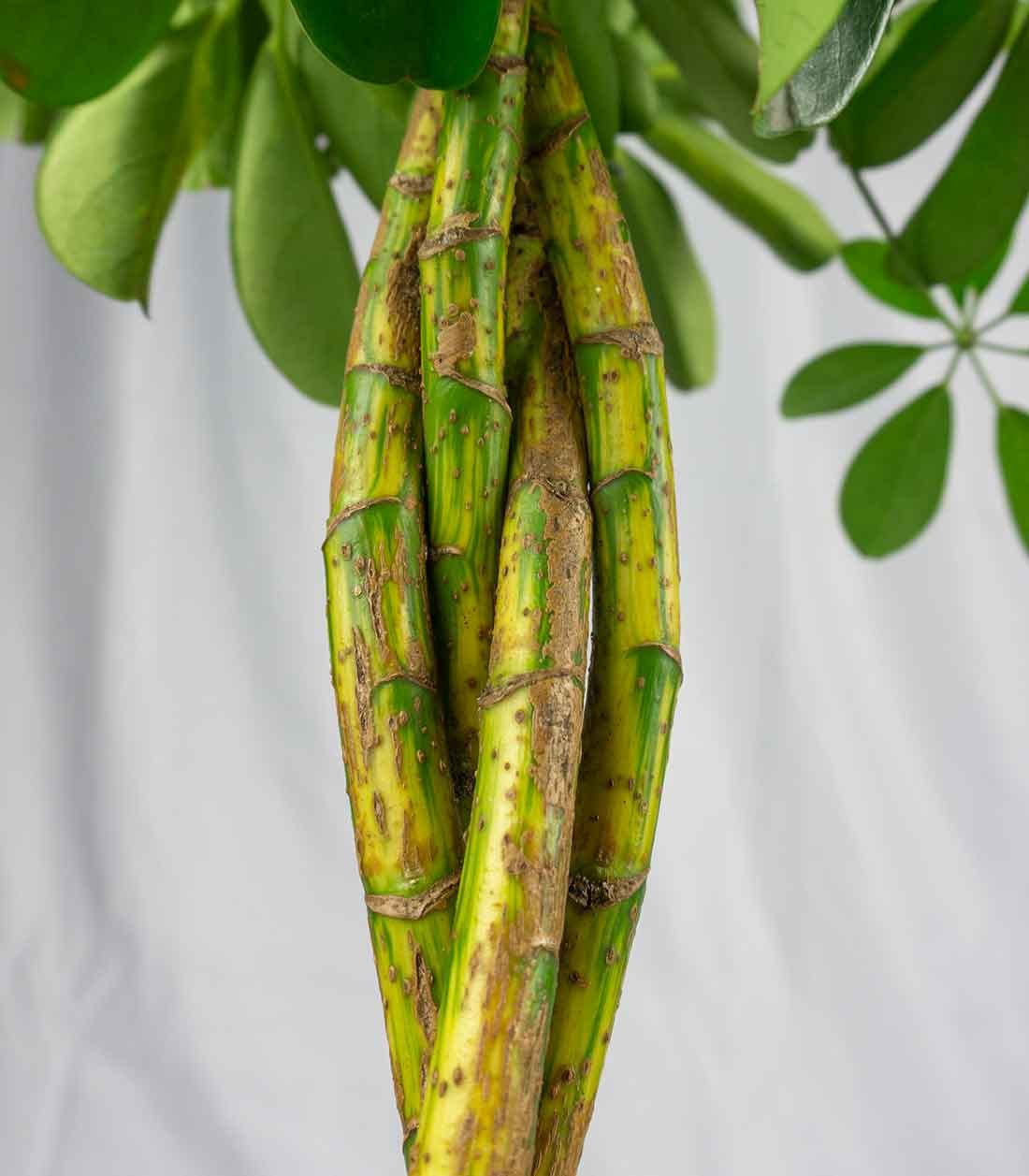 Schefflera variegata