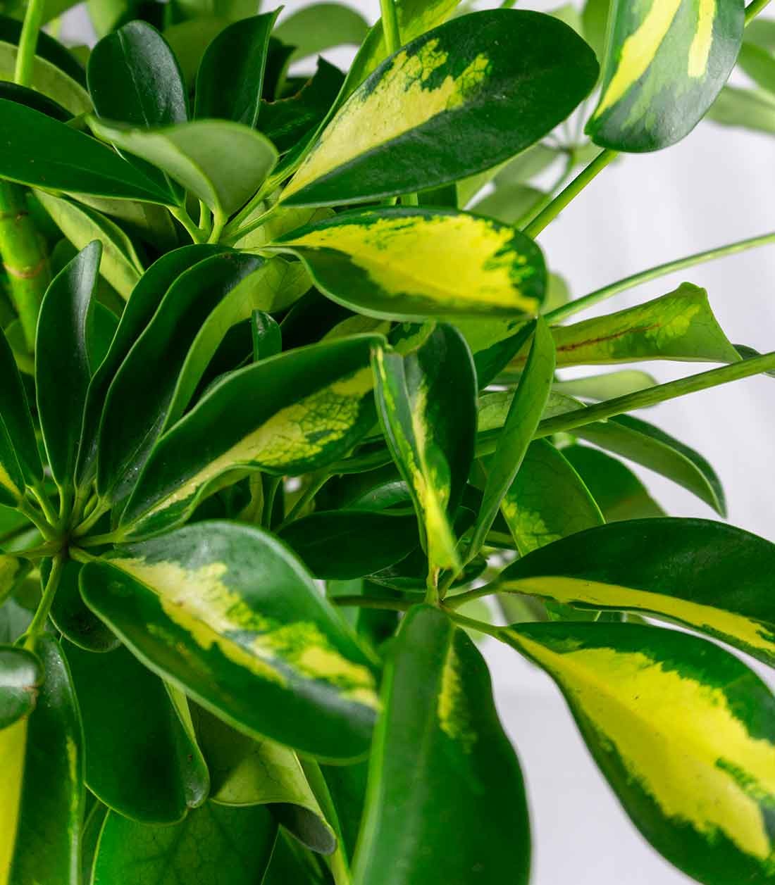 Schefflera variegata